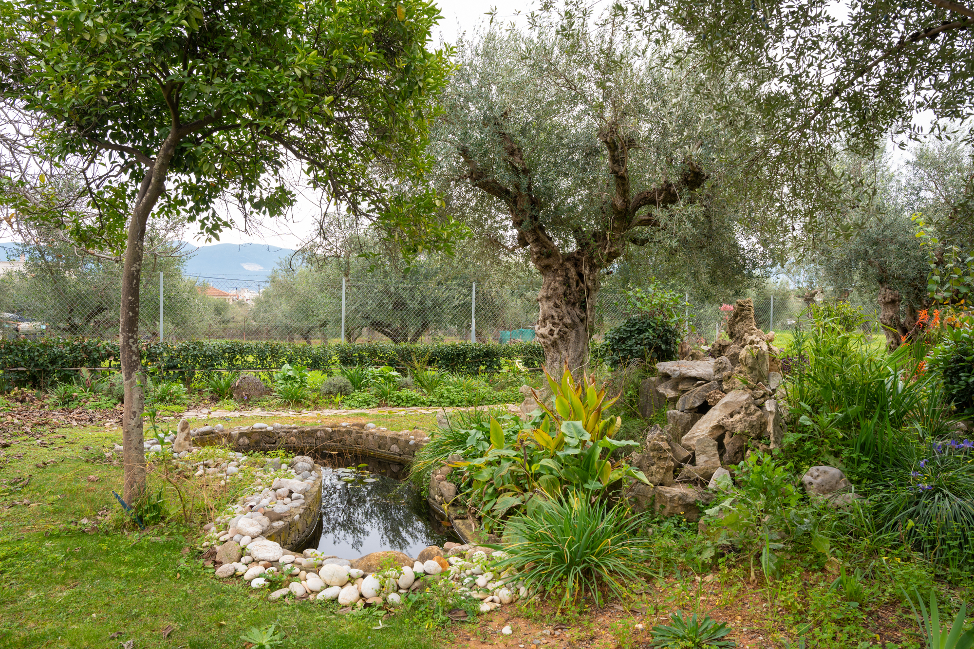 Garden with ancient olive trees